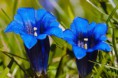 GENTIAN